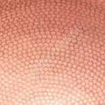 320-New-Penny